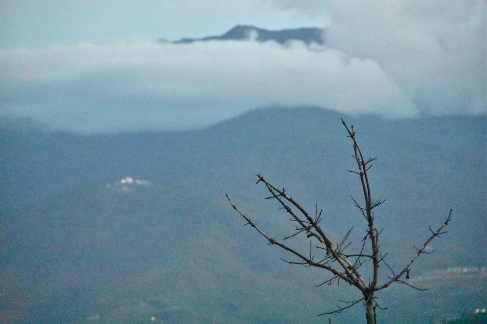 The Tree That Once Was