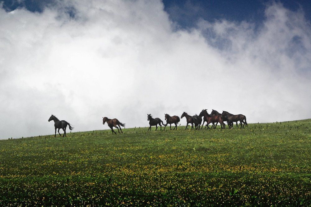 Кони на плато