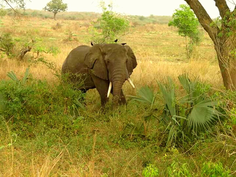 Pakuba Safari Uganda