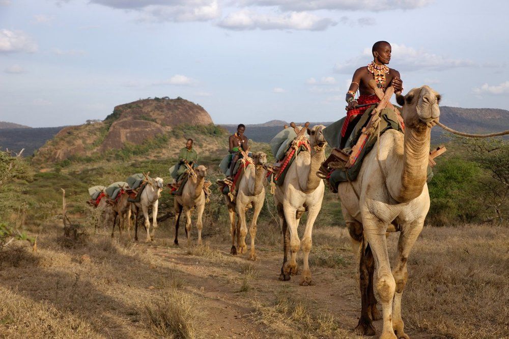 Camels used for transport in Kenya
