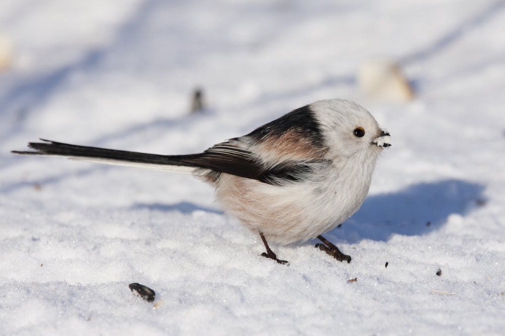 Long-tailed tit