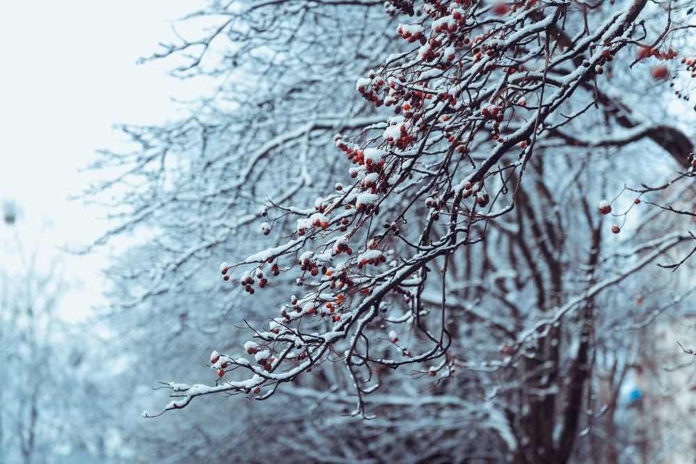 морозное утро