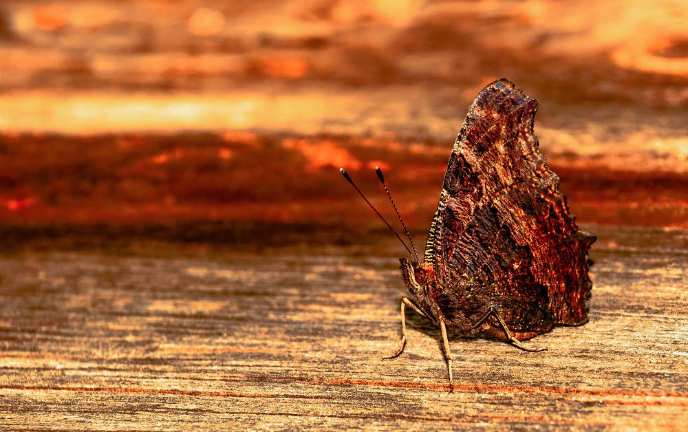 Закат Мысли!