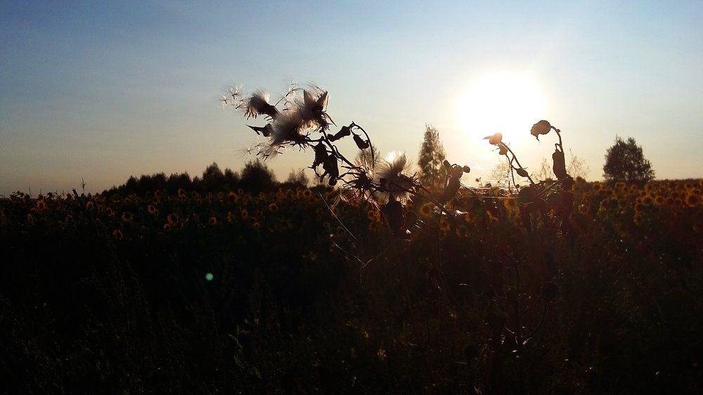 Тёплый вечер с подсолнухами