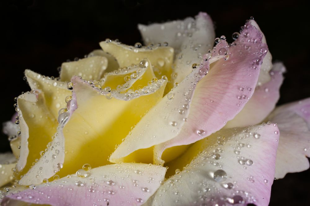 Три состояния: ночь, роза, дождь