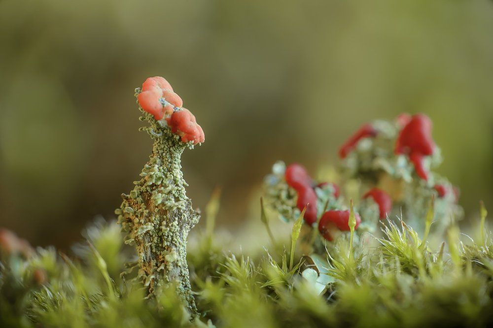 Lichens  -  лишайников