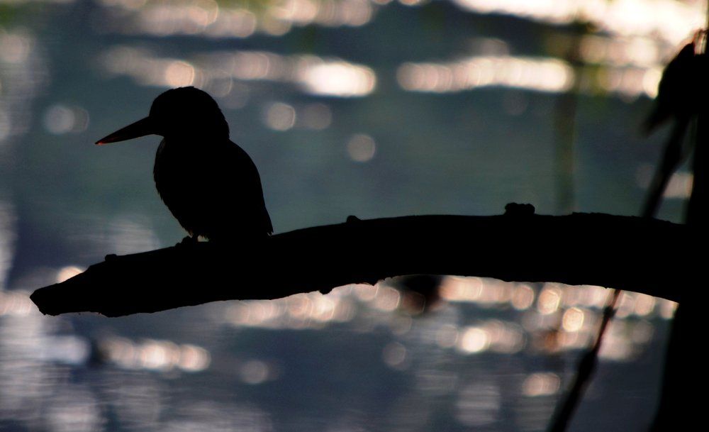 Waiting For prey.