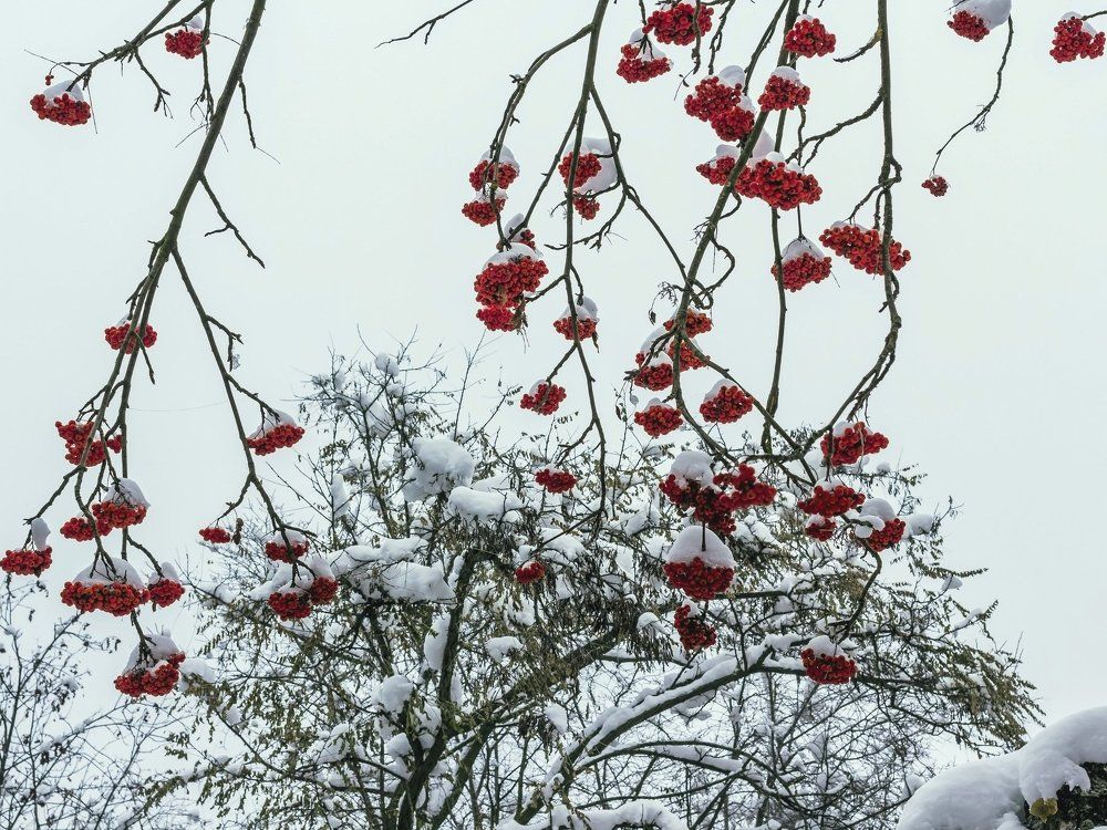 Под снегом..