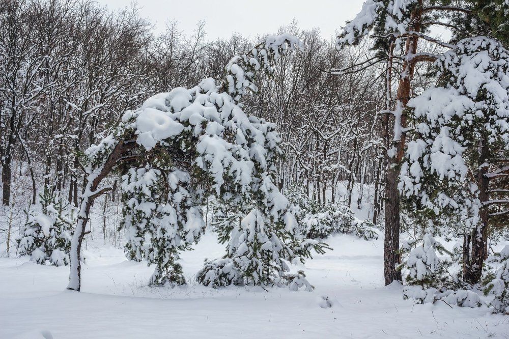 Сосны.. под натиском снега....