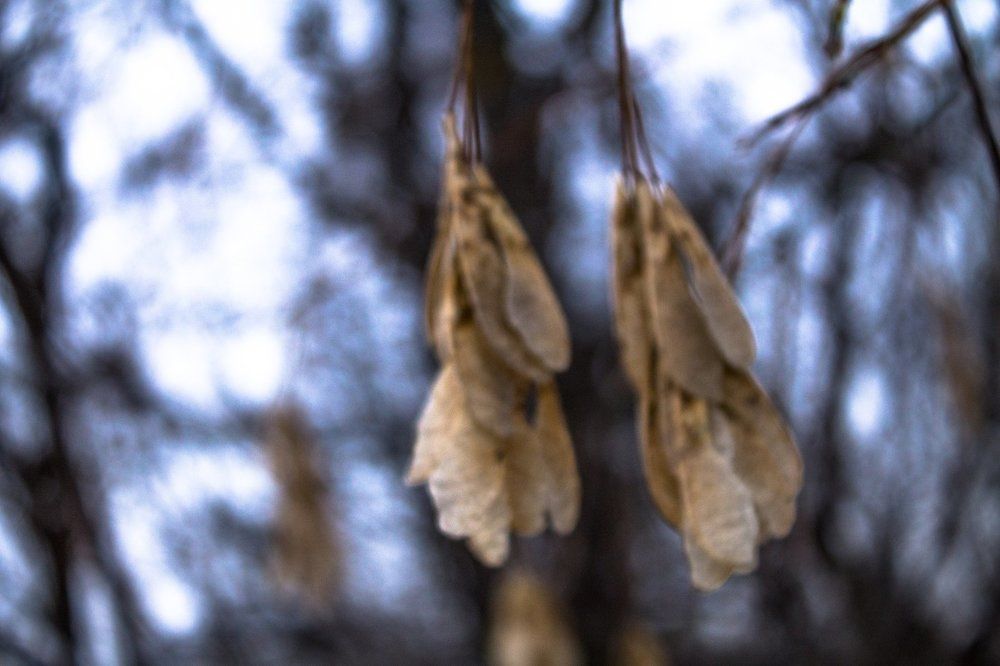 Зимние сережки