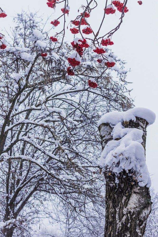 Оранжеровка.. зимняя