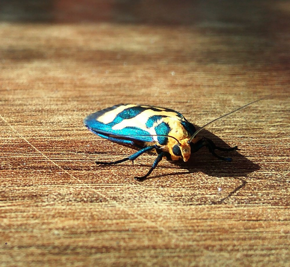 Colorful insect