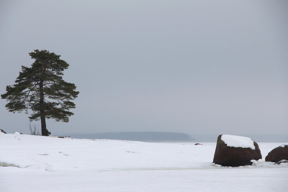 одинокая сосна