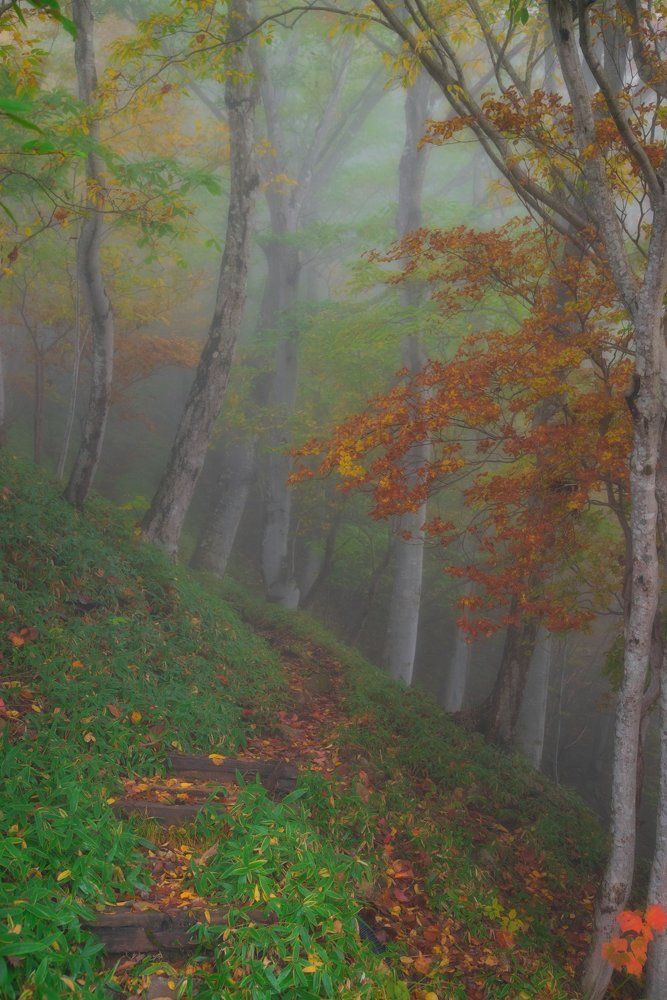 Осень в лесу
