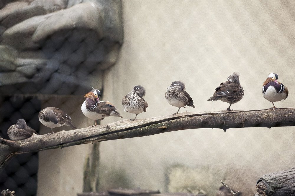 До-ре-ми-фа-со-ля-си!