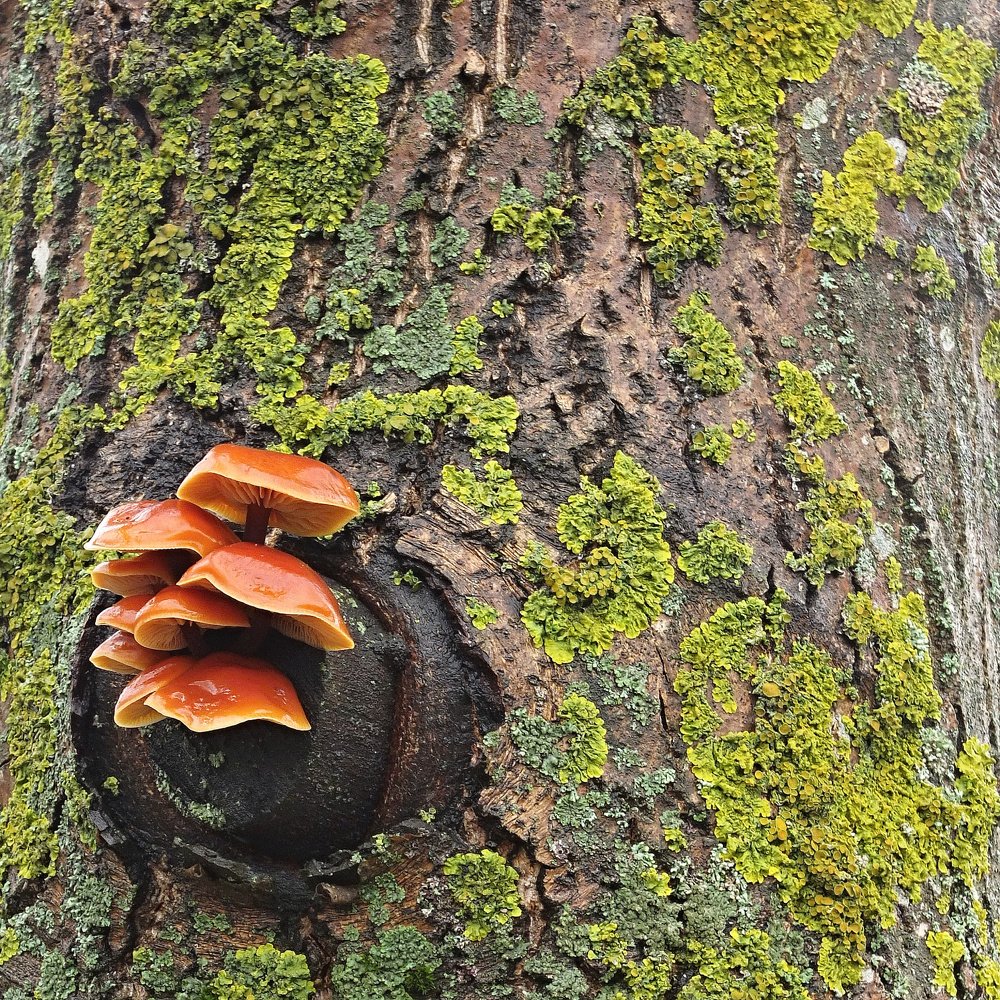 На пеньке опята собралИсь.