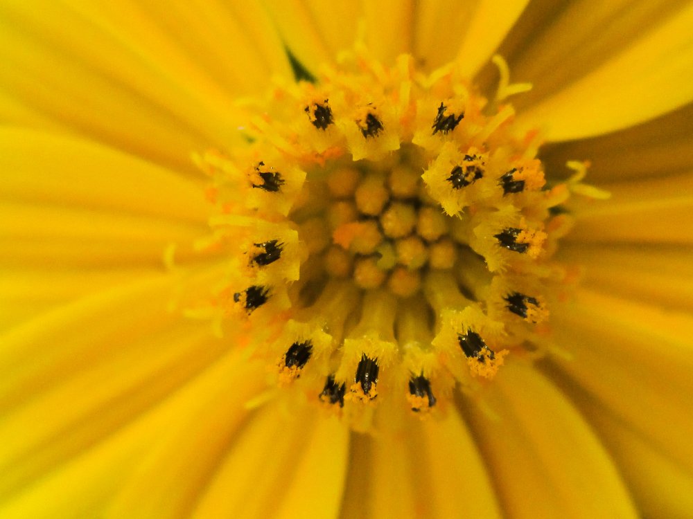 karislankanni flower