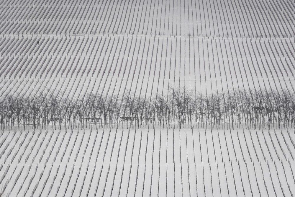 Виноградник