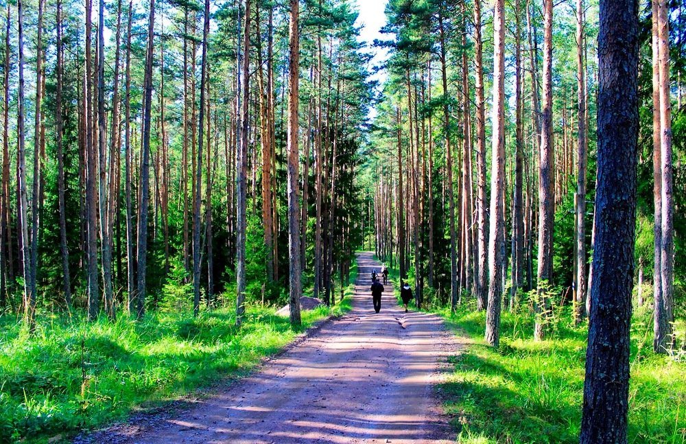 Тропинка в лесу