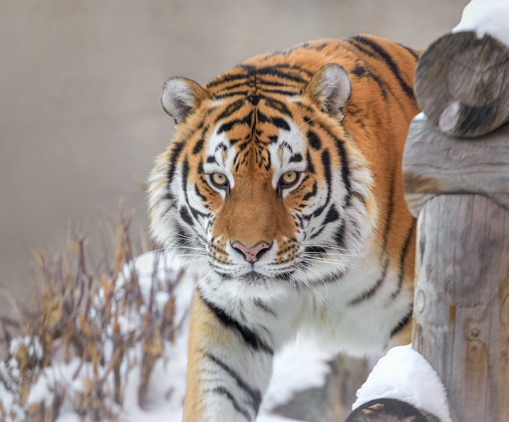 Амурский тигр