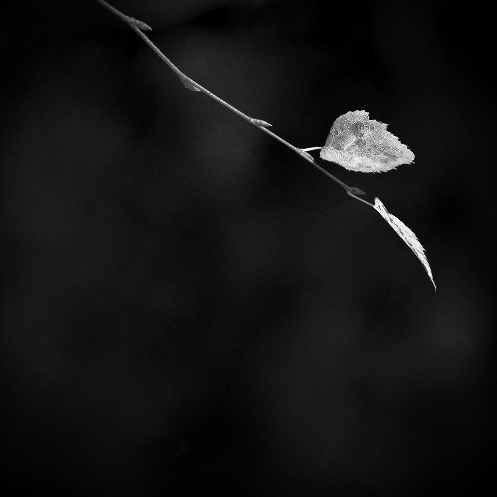 Photograph by Дмитрий Антипов