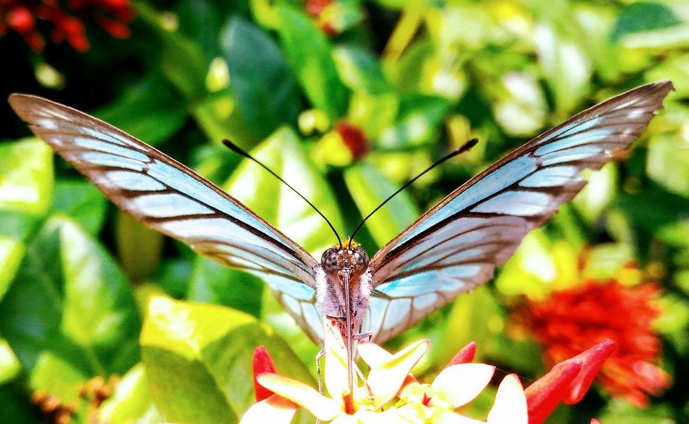 Delighted Butterfly