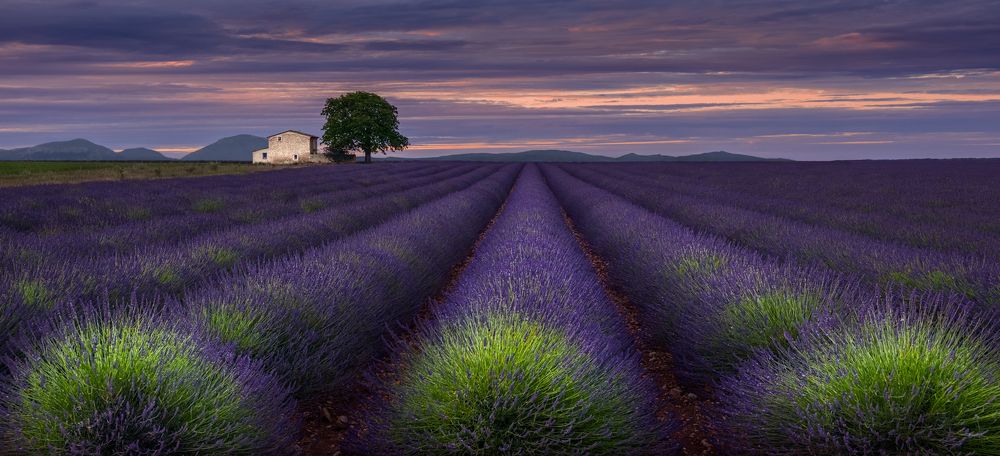 Лавандовый вечер