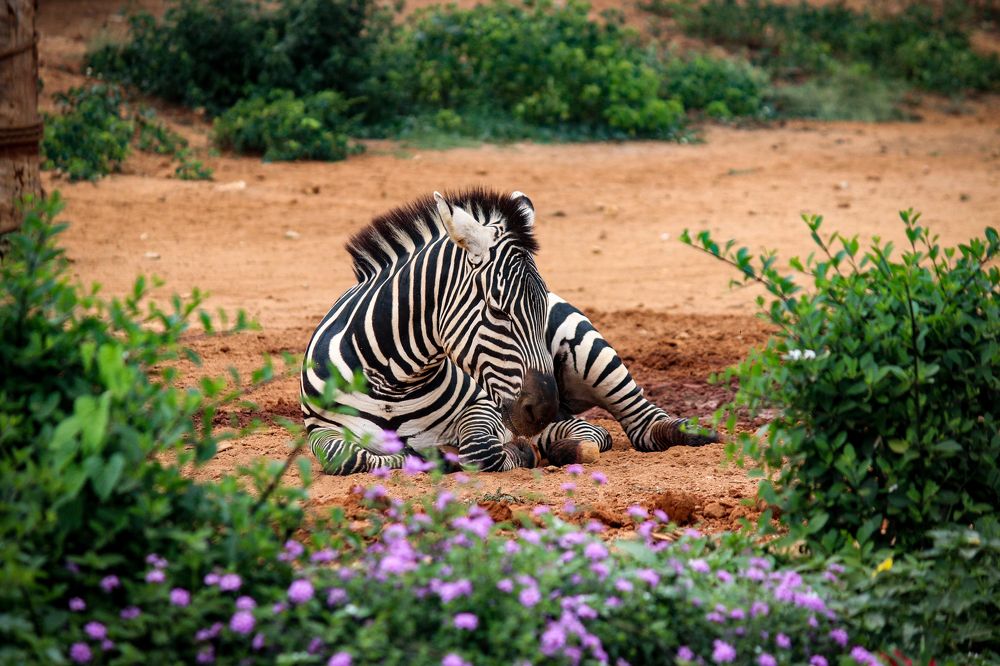 A unique black and white pattern