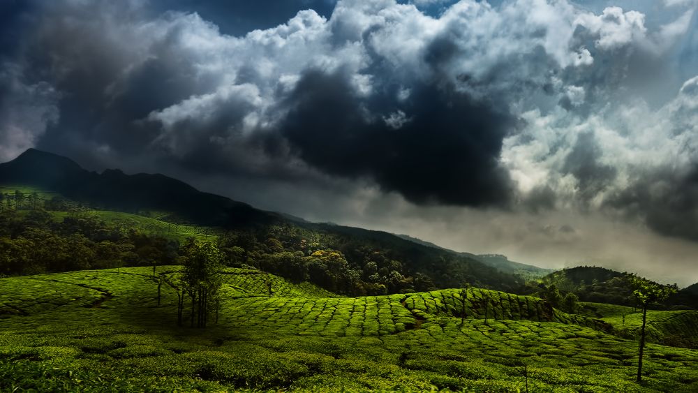 Munnar - Early morning