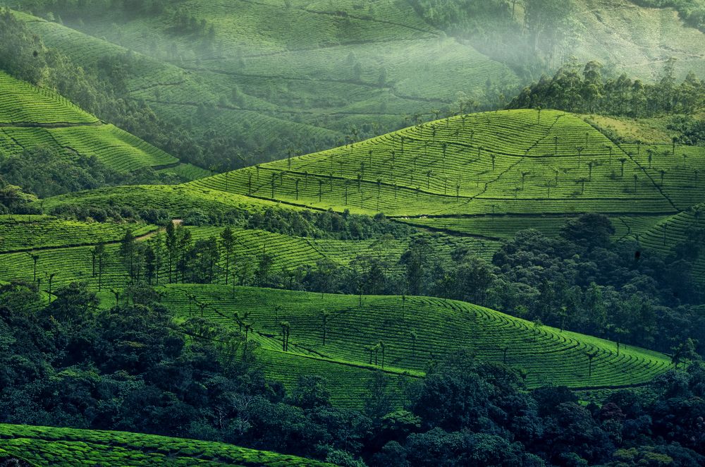 Munnar quintessential Landscape