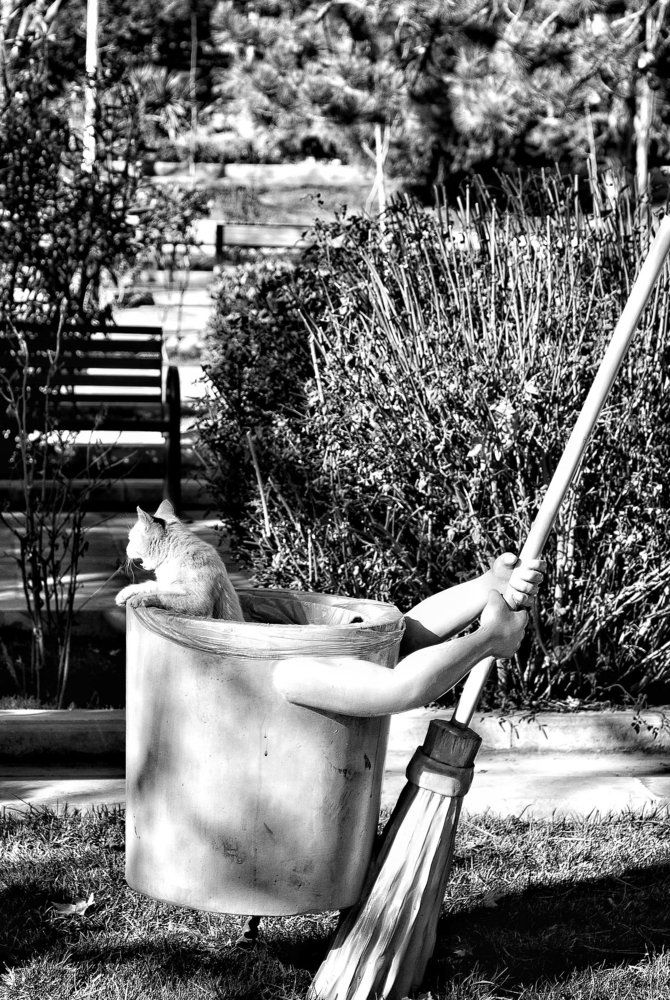 Urban cat