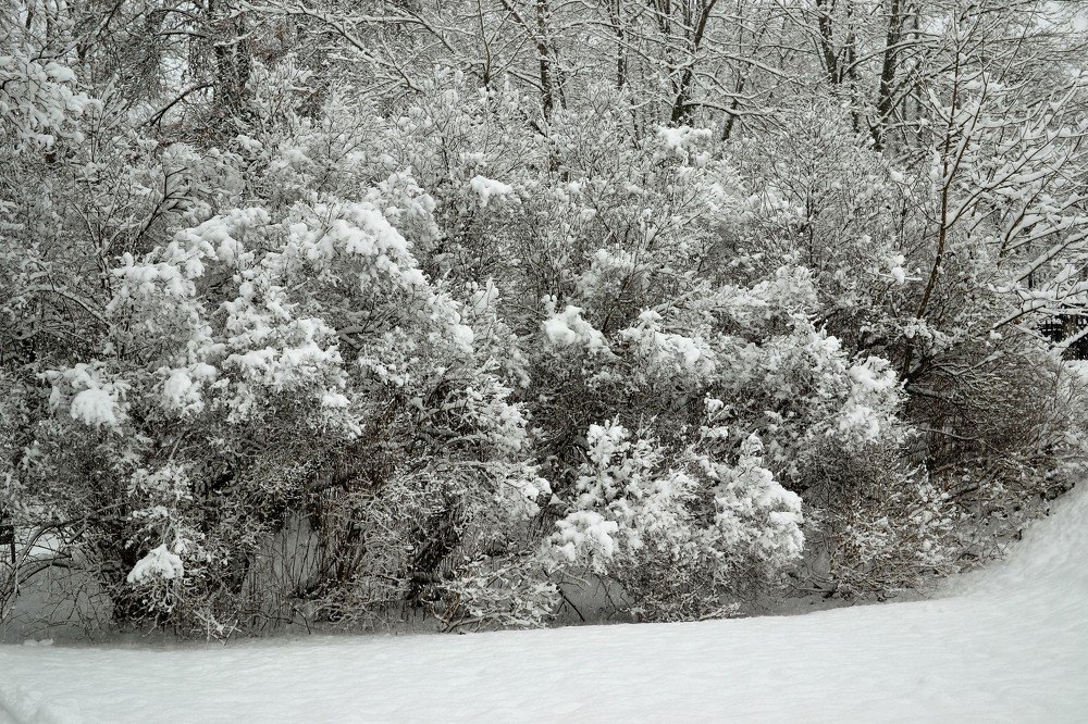 первый снег