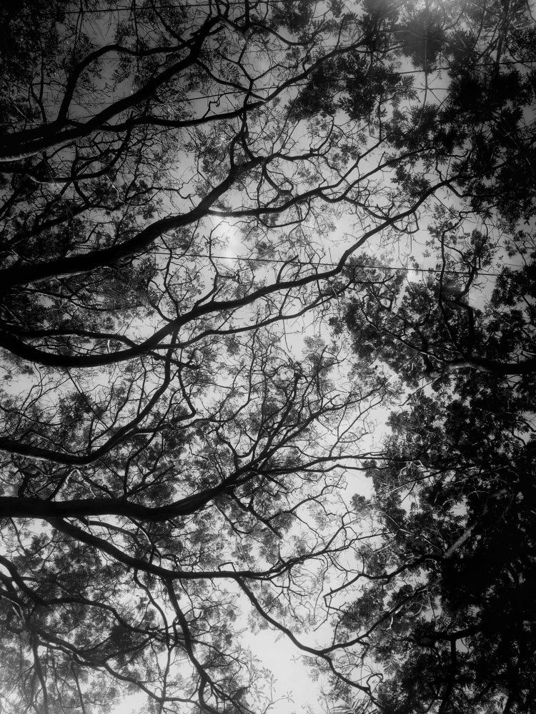Branches Out