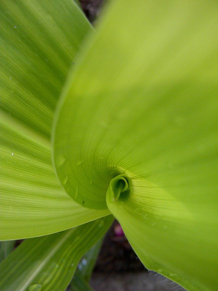 Into the Starting Point