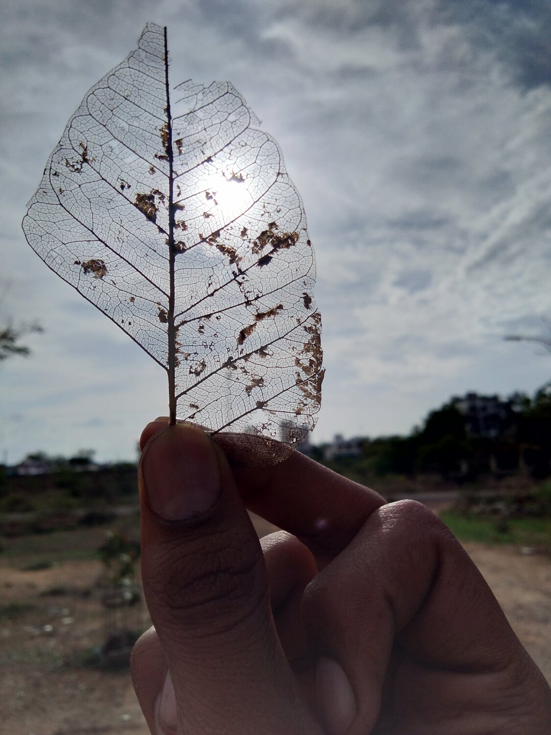 The shade of life
