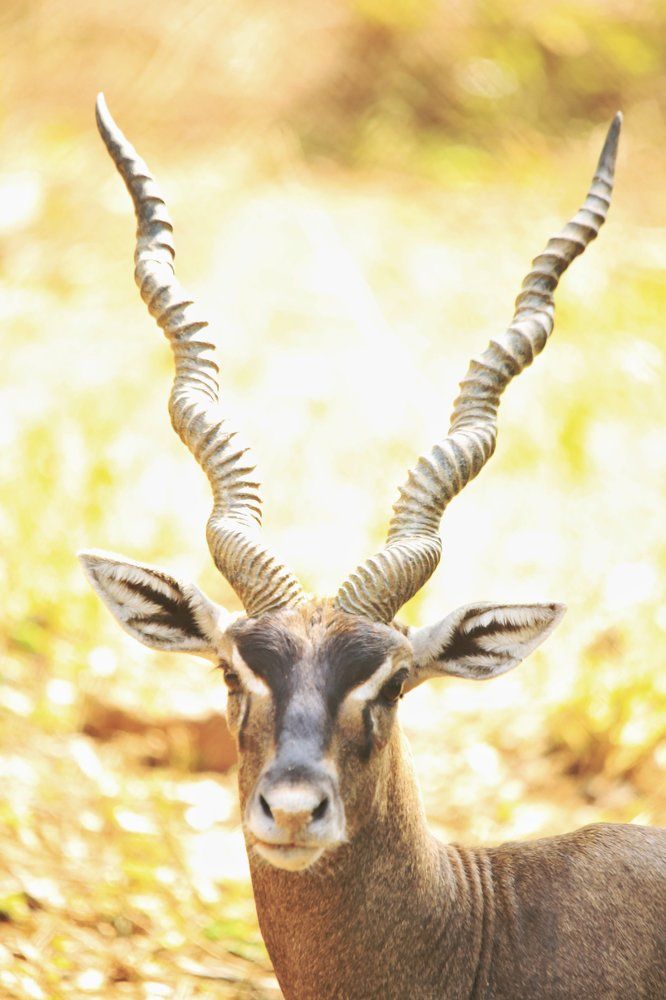 Black buck