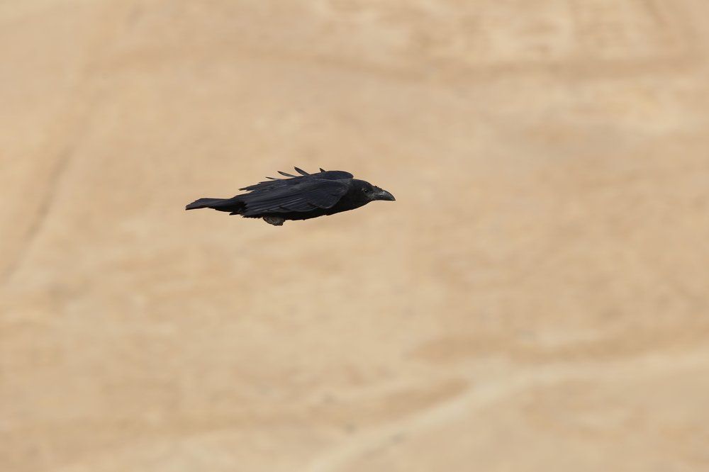 free flight