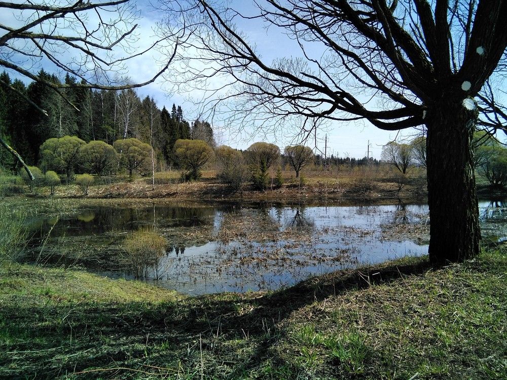 Лесное озеро