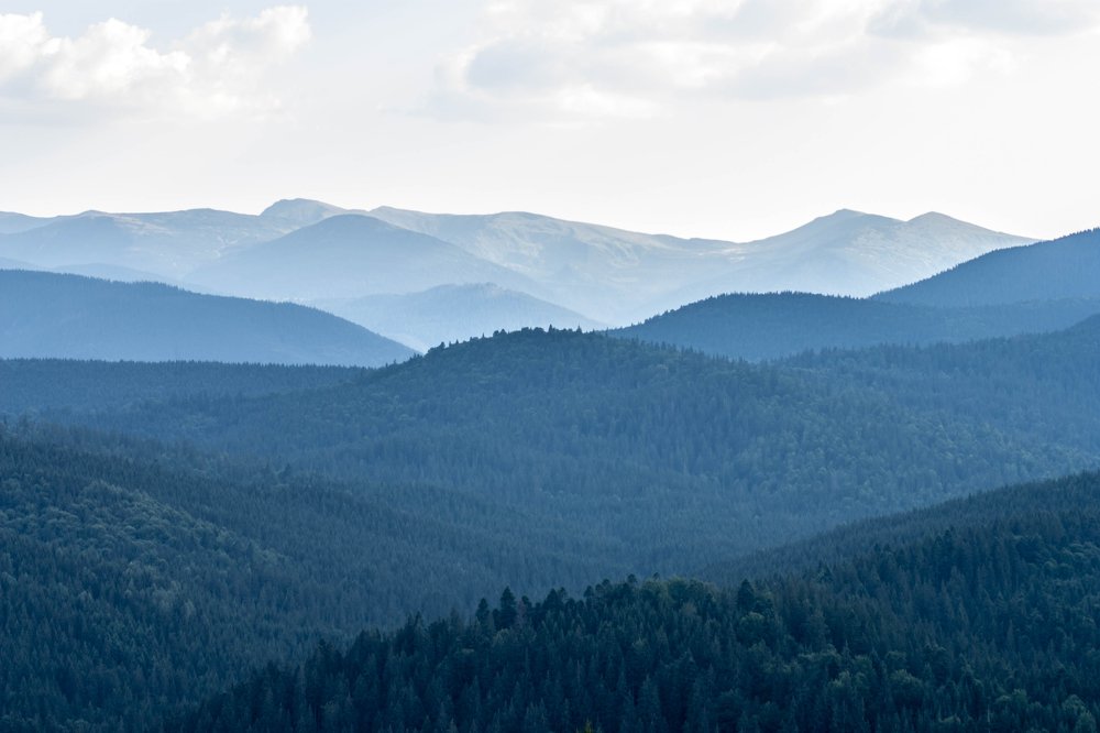 forest waves
