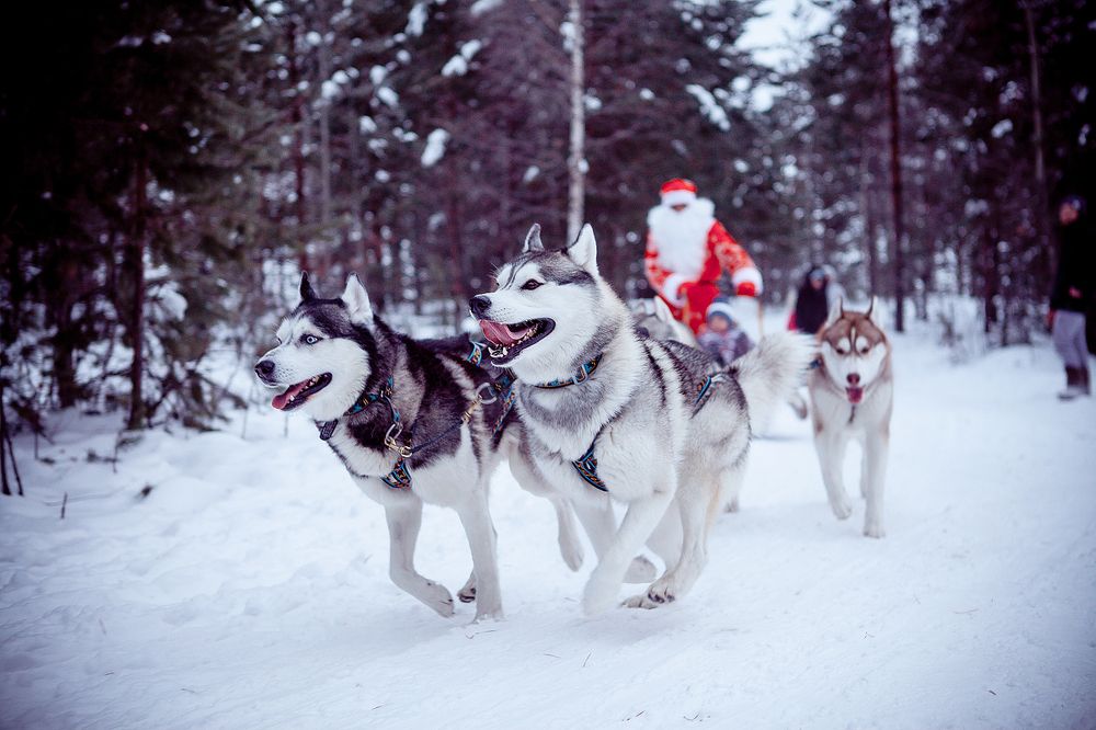 Хаски в Упряжке