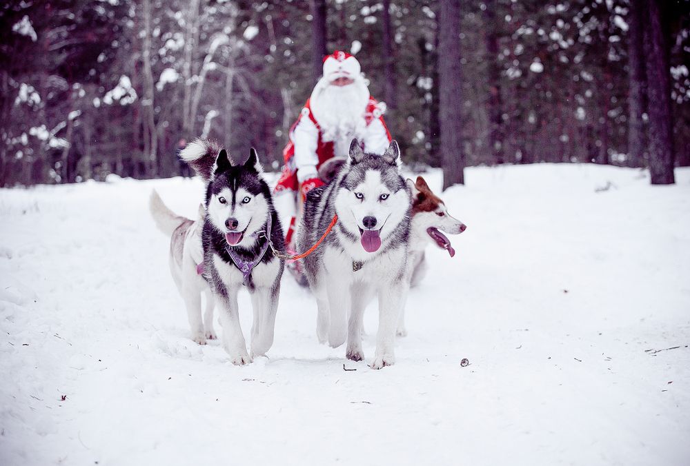 Хаски в Упряжке