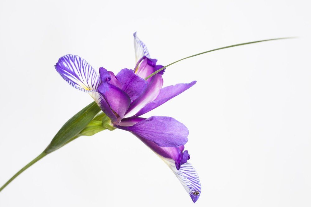 Цветок  японского ириса