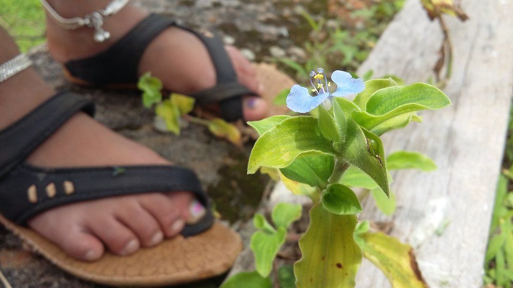 blue petals