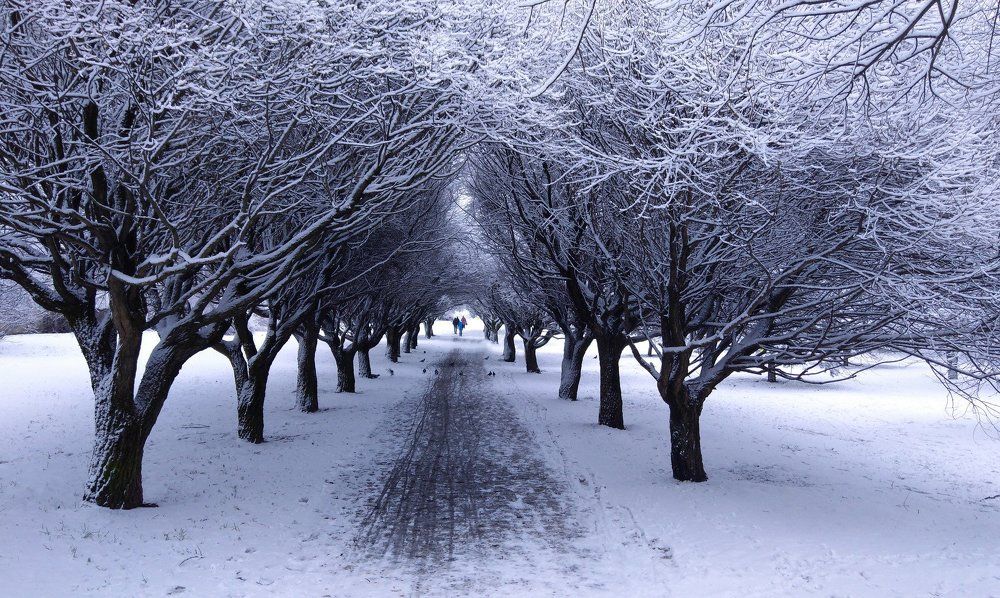 Зимняя аллея.