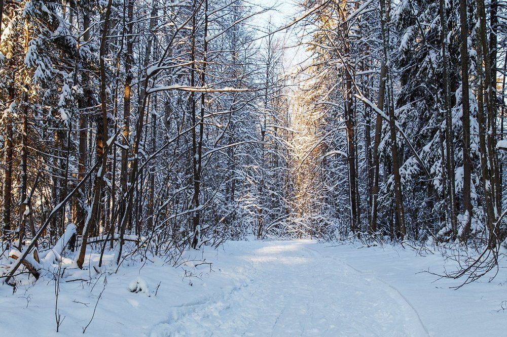 Тропа в зимнем лесу