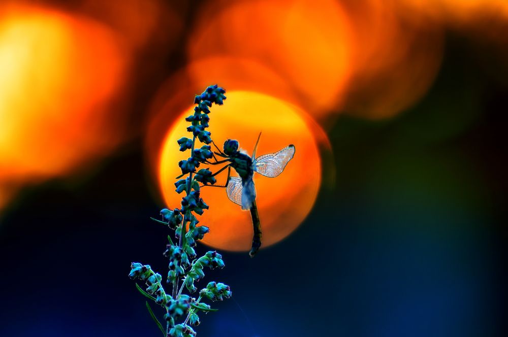 Вечерняя "звезда"