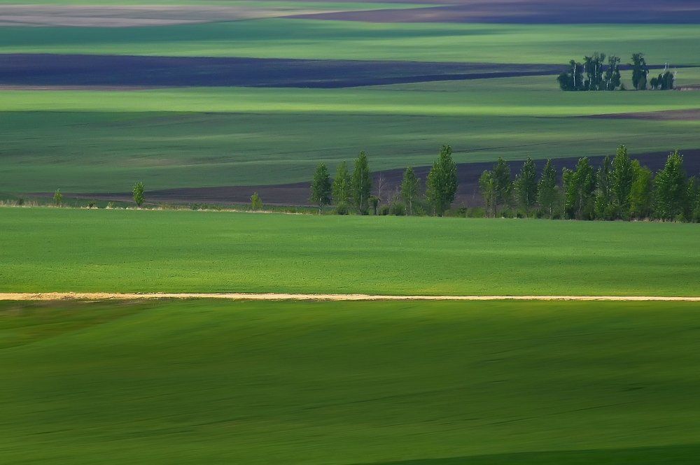 Зелёная гладь