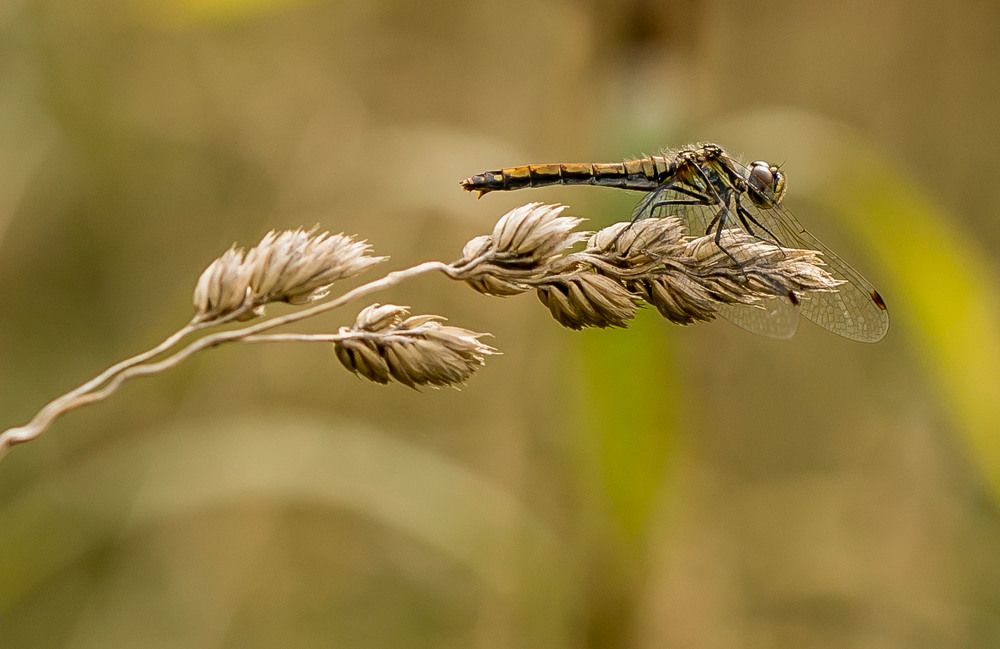 Скоро осень...