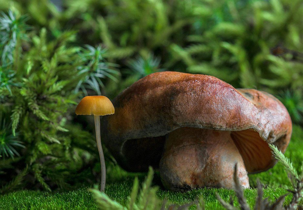 Толстый и тонкий