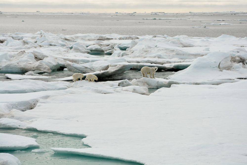 Семья в пути
